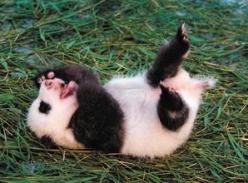 赠台大熊猫“圆圆”坐完月子 要教“圆仔”吃竹子