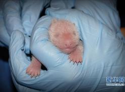 旅居华盛顿大熊猫“美香”幼崽接受体检