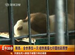 实拍全球唯一棕色大熊猫超萌一幕（视频）