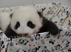 大陆赠台熊猫千金成睡美人 量体重瞬间睡着