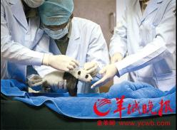 熊猫仔满月体检