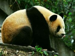 摸底大熊猫生存状况 专家开展大熊猫嗅味树调查