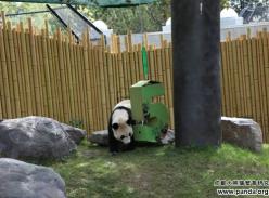 成都旅加大熊猫“大毛”生日