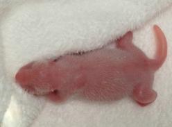 成都大熊猫“娇子”产下三胞胎 一仔顺利成活