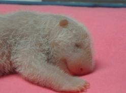 西班牙喜迎新生大熊猫 系该园诞生的第四只大熊猫