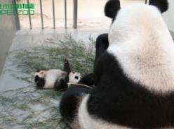 大熊猫宝宝圆仔爱撒娇 唤妈妈帮自己翻身