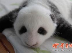 陕西今年首只出生大熊猫亮相