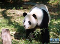 美国国家动物园确认大熊猫幼崽为雌性