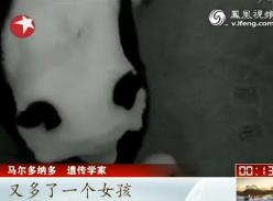 旅美大熊猫频传喜讯（视频）
