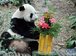 万众期待“赤道”上的熊猫宝宝