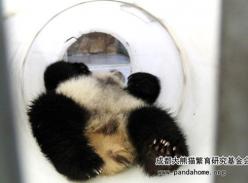 奥莉奥和它的大桶玩具