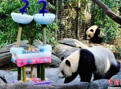 旅美大熊猫“白云”在圣地亚哥动物园度过22岁生日