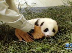 大熊猫“圆仔”换新床