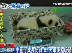 赠台熊猫幼崽力气越来越大 挥动四肢学爬