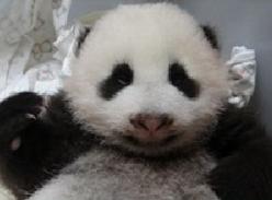 大陆赠台熊猫千金黑眼圈窄 成为其爸爸翻版