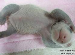 大熊猫婴儿百态