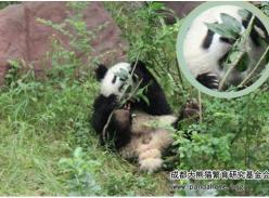 食树叶的大熊猫