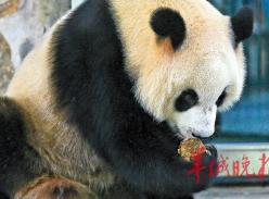大熊猫过中秋吃“熊猫月饼”