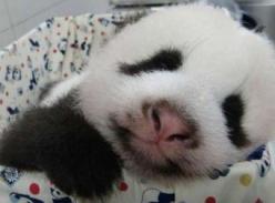 赠台大熊猫宝宝祝中秋平安 会抛媚眼装可爱