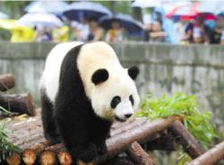 熊猫“蜀云”将回成都“相亲”杭州小朋友深情送别