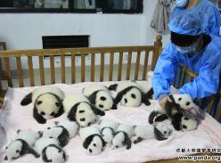 成都国宝繁育多点开花 海外熊猫军团又添新丁