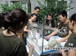 学习“大熊猫育幼”