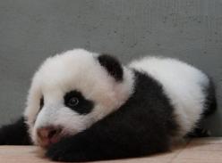 赠台大熊猫宝宝“圆仔”学爬行