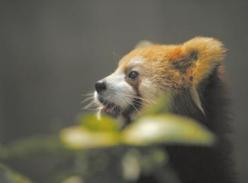 成都小熊猫：我萌我惊艳