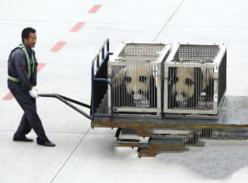 熊猫馆新馆主昨天到杭