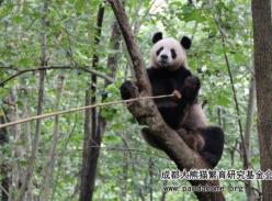 人气王大熊猫“勇勇”