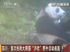 四川首次拍到放生大熊猫“泸欣”画面（视频）