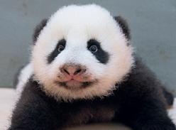 大熊猫宝宝“圆仔”学爬行 预计明年初与游客见面