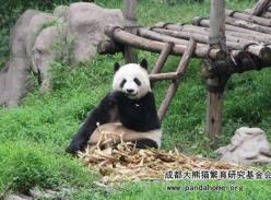 大熊猫会冬眠吗