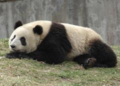 大熊猫盈盈“孕味”十足 香港海洋公园两周后确认