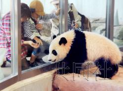 日本和歌山县大熊猫“优滨”开始独居生活