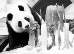 熊猫“林冰”回国找对象