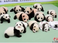 中国保护大熊猫研究中心新生大熊猫宝宝集体亮相