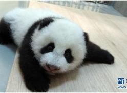 大熊猫“圆仔”满3个月