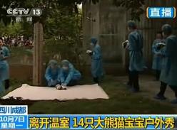 实拍成都14只熊猫宝宝集体晒太阳（视频）