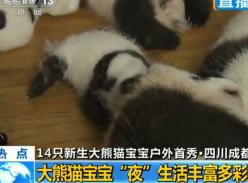 成都大熊猫基地14只新生大熊猫宝宝夜生活丰富多彩（视频）