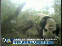 科考队获取野生大熊猫珍贵视频（视频）