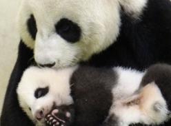 大陆赠台大熊猫圆圆和幼仔幸福依偎