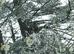 野化满一年 活得尚好淘淘学吃不学战 地盘丢了两片