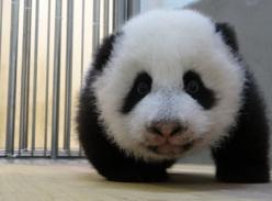 大熊猫宝宝“圆仔”摇摇晃晃学会走路