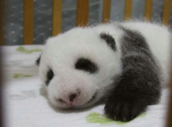 陕西：熊猫宝宝获得“芳名”千余个