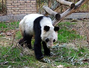 160-10月钟婷新闻-神秘的僵猫 (1).jpg