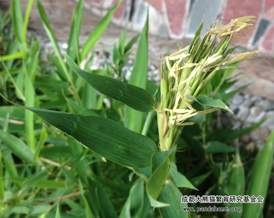 竹子开花2.jpg