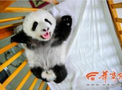 楼观大熊猫家族上月又添千金 满月宝宝卖萌