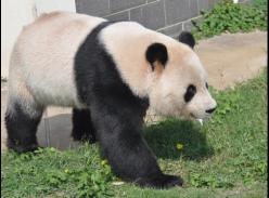 合肥野生动物园熊猫亮亮回四川体检 周五乘飞机启程