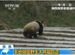 多地频现野生大熊猫踪迹（视频）